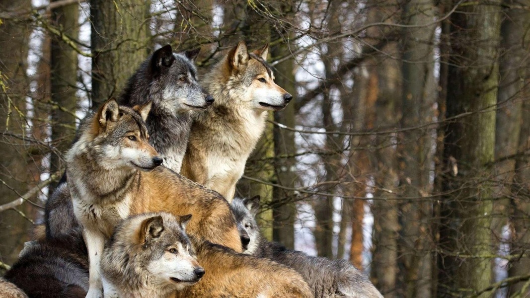 Wolves Live Wallpaper - Preview 2
