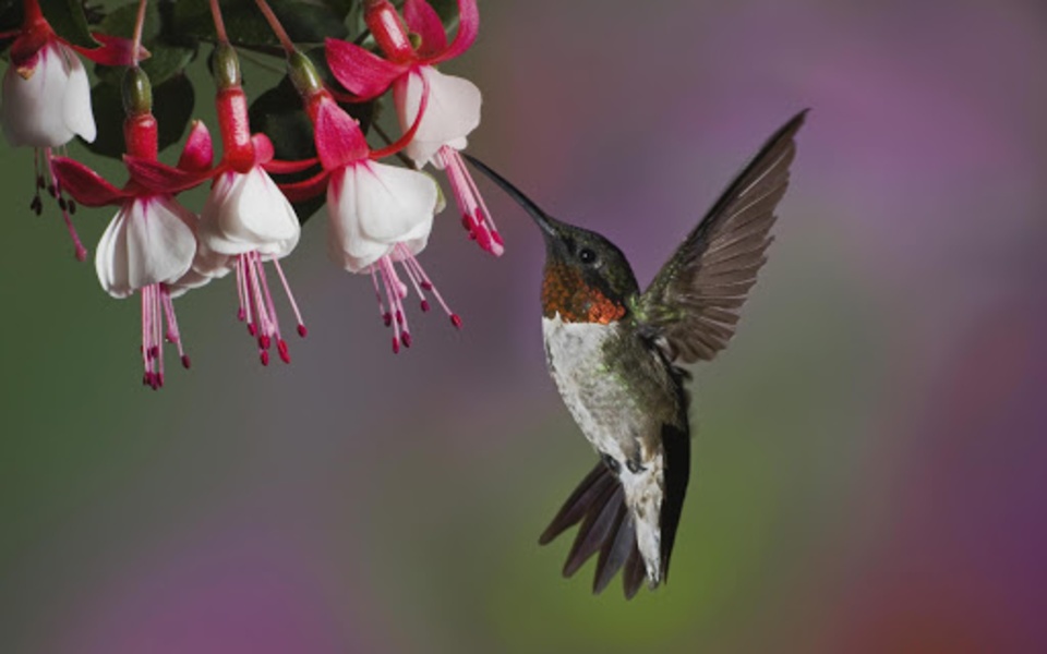 Birds Live Wallpaper - Preview 2