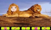 Lion Photo Frames screenshot 4
