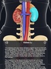 Urinary System screenshot 8