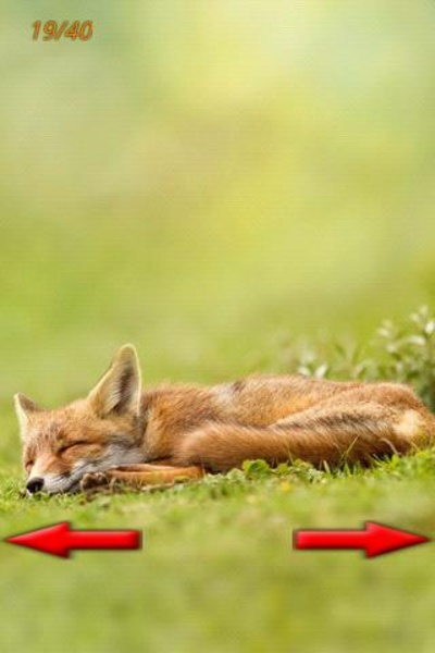 Funny Animals Photo - Preview 5