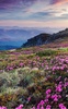 Mountain Flower Live Wallpaper screenshot 6