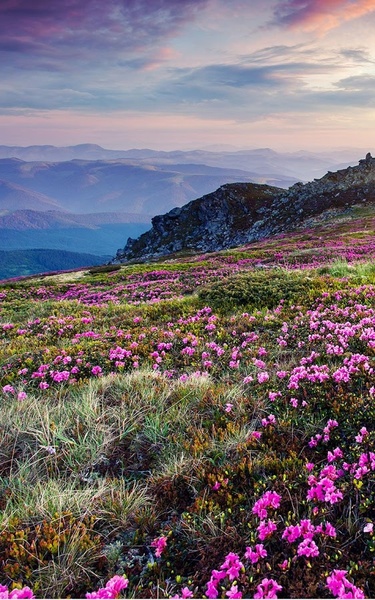 Mountain Flower Live Wallpaper - Preview 6