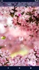 Cherry Blossom Live Wallpaper screenshot 5