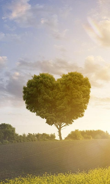 Love Tree Live Wallpaper - Preview 5