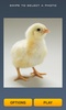 Cute Chicks Puzzle screenshot 2
