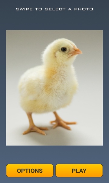 Cute Chicks Puzzle - Preview 2