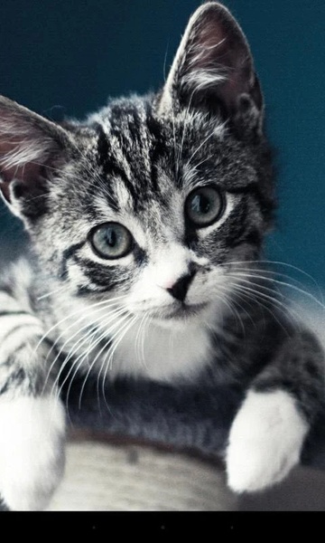 Q Kitten - Preview 6