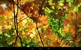 Autumn Wallpaper screenshot 17