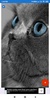 Cat Wallpapers: HD Images, Free Pics download screenshot 6