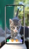 Kitten Wallpapers screenshot 11