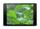 Rainstorm Video Live Wallpaper screenshot 4