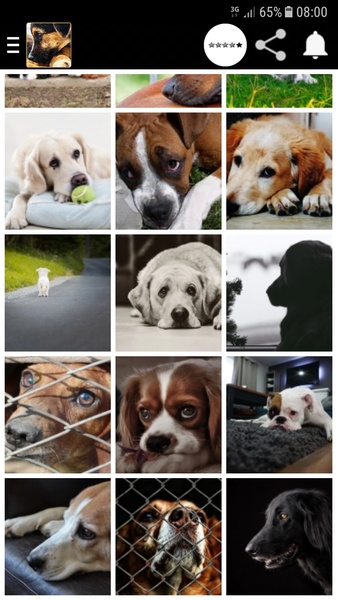 Dog crying - Preview 1