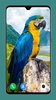 Parrot Wallpapers 4K screenshot 2