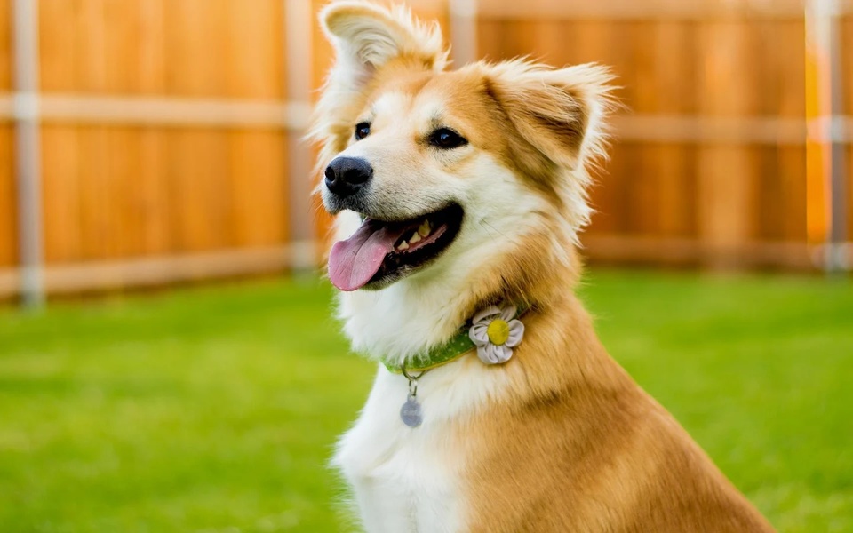 Dogs Puzzle - Preview 8