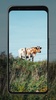 Cow Wallpapers screenshot 1
