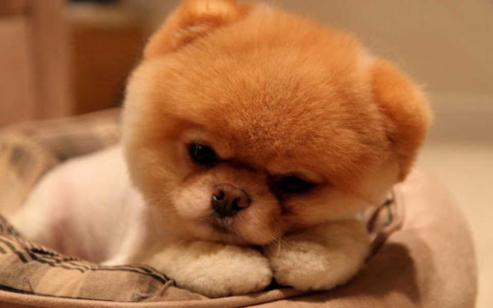 Puppy Wallpaper - Preview 1