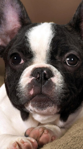 Puppies Wallpapers for Chat - Preview 4