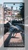 Pigeon wallpaper screenshot 14