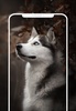 Dog Wallpaper screenshot 7
