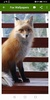 Fox Wallpapers screenshot 8