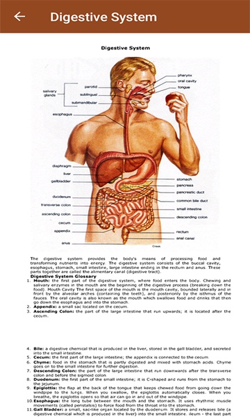 Human Anatomy - Preview 12