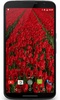 Red Tulips Live Wallpaper screenshot 4