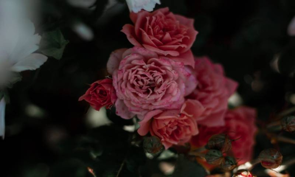The most beautiful pictures and backgrounds of the natures part 3 - Preview 1