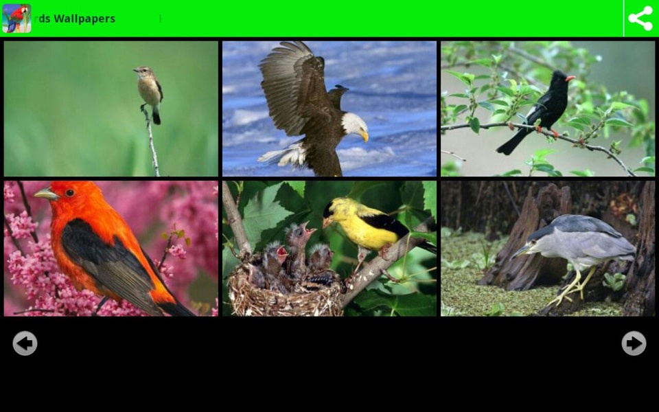 Beautiful Birds Wallpapers - Preview 6