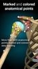 3D Anatomy Learning screenshot 7