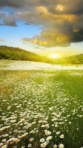 Perfect Sunset Live Wallpaper - Preview 7