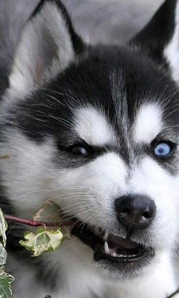 Huskies Wallpapers - Preview 4