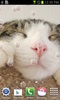 Cute Cat screenshot 5