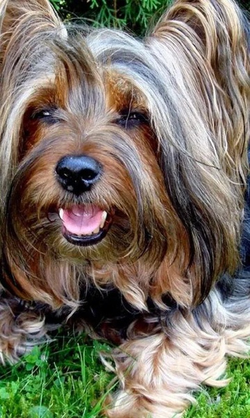 Yorkshire Terriers Wallpapers - Preview 3