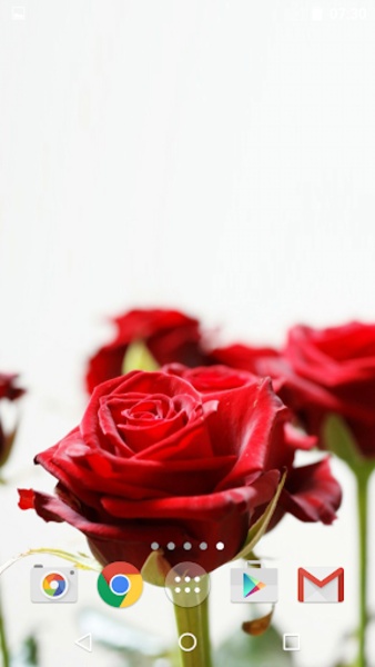 Roses - Preview 5