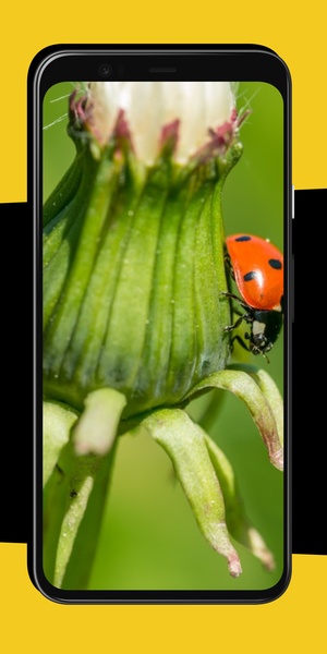Ladybug Wallpapers - Preview 5