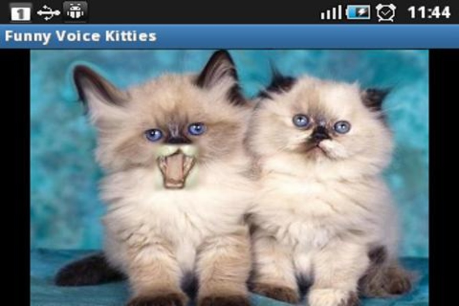 Funny Voice Kitties - Preview 8