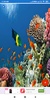 Coral Reef HD Wallpapers screenshot 6