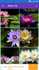 Daisy, Lily, Water Lily Wallpapers screenshot 8