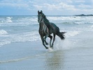 Horse Jigsaw Puzzles screenshot 1