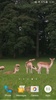 Deers Video Live Wallpaper screenshot 8