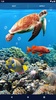 Fish Ocean Live Wallpaper screenshot 3