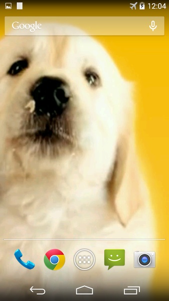 Puppy Licks Screen - Preview 1