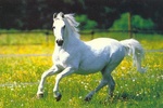 Horse Jigsaw Puzzles screenshot 6