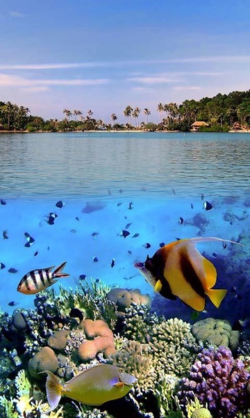 Ocean Fish Live Wallpaper - Preview 3