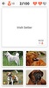 Dog Breeds - Quiz about all dogs of the world! screenshot 4