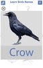 تعليم أسماء الطيور باللغة الانجليزية screenshot 7