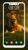 Lion Wallpapers HD screenshot 7