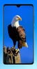 Eagle Wallpaper HD screenshot 5