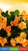 Roses HD Wallpapers screenshot 4
